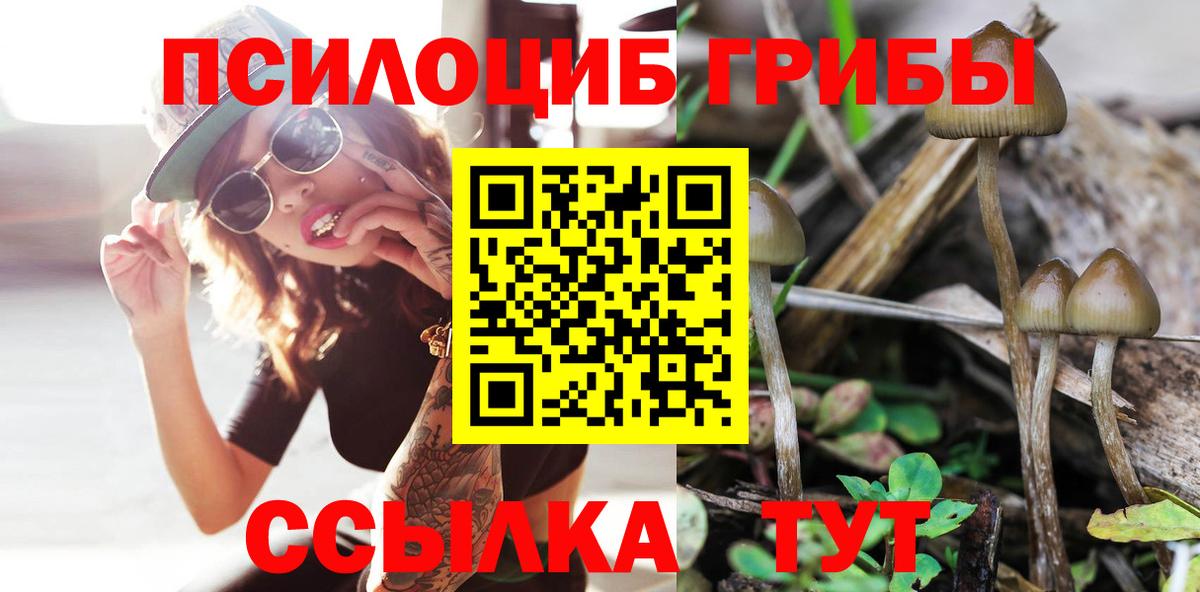 Псилоцибиновые грибы Psilocybe Каменск-Шахтинский